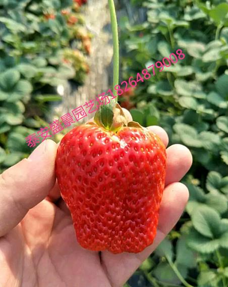 盐城章姬草莓苗种植基地