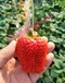 淮北章姬草莓苗种植基地