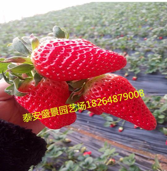 香蕉草莓草莓苗园艺场