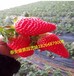 河源太空2008草莓苗多少钱一棵