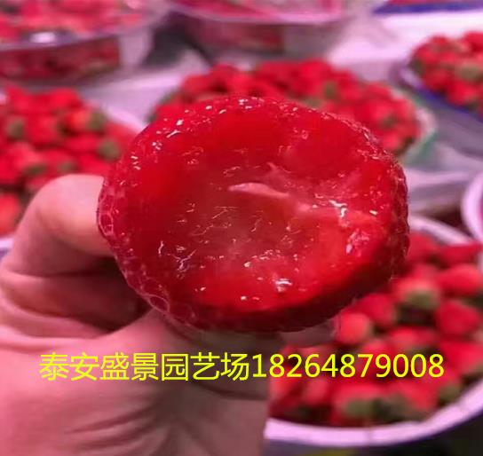 濮阳奶油草莓草莓苗种植基地