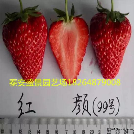梅州鬼奴甘草莓苗品种