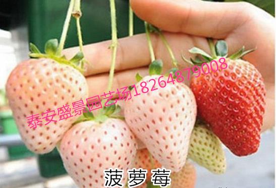 温州白草莓草莓苗多少钱一棵