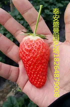 临沂香蕉草莓草莓苗园艺场