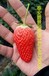 三亚奥巴草莓草莓苗品种