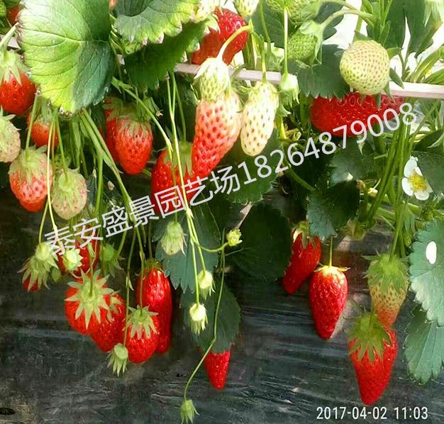 黔西南奶油草莓草莓苗种植基地