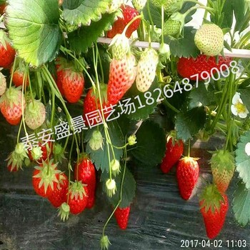 雅安美香莎草莓苗哪里便宜