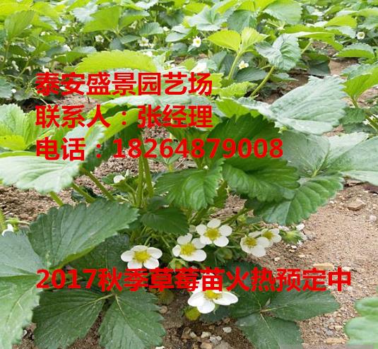 濮阳奶油草莓草莓苗种植基地