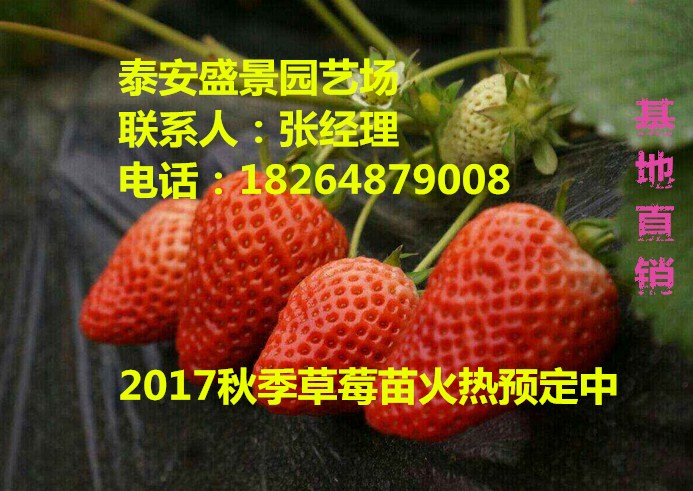 临汾章姬草莓苗种植基地