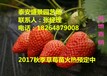 丹东塞娃草莓苗多少钱一棵
