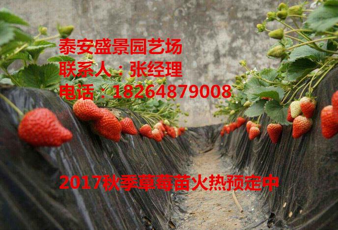 安庆章姬草莓苗种植基地