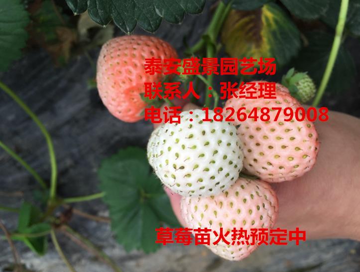 渭南贵草莓苗哪里便宜