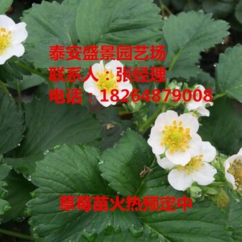 深圳贵美人草莓苗哪里便宜
