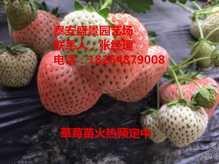 郑州红颜草莓苗批发