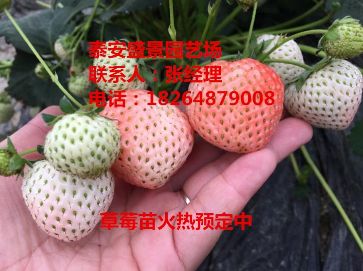 资阳丰香草莓苗价格