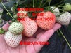 六盘水美香莎草莓苗哪里便宜
