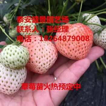 六盘水菠萝莓草莓苗种植基地