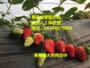 三亚菠萝莓草莓苗种植基地