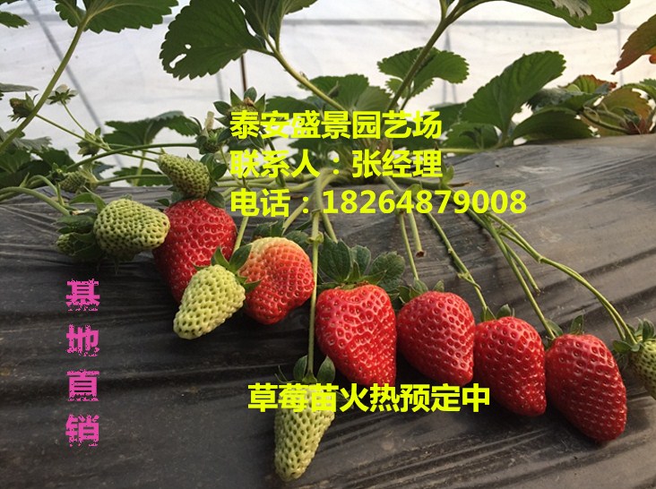 菏泽奶油草莓草莓苗种植基地