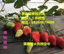 马鞍山甜查理草莓苗批发