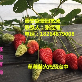 濮阳奶油草莓草莓苗种植基地