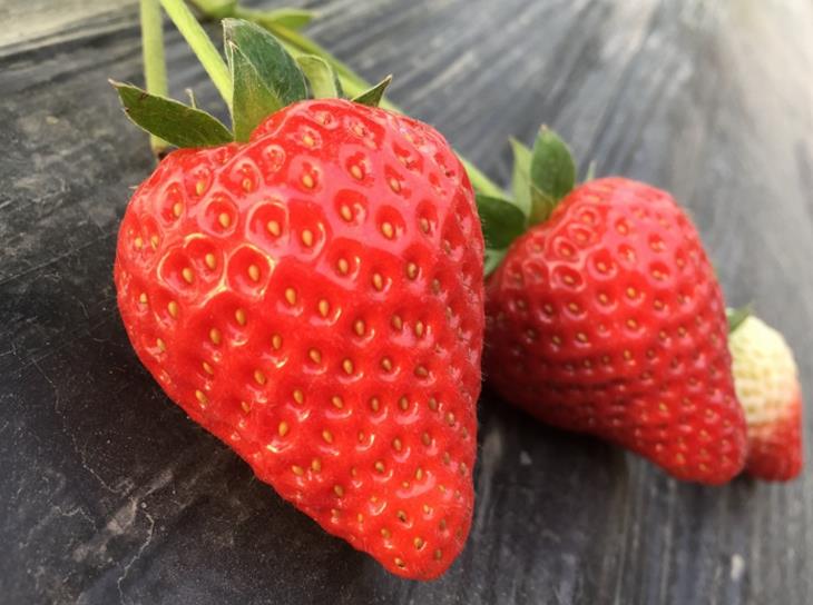 亳州菠萝莓草莓苗种植基地