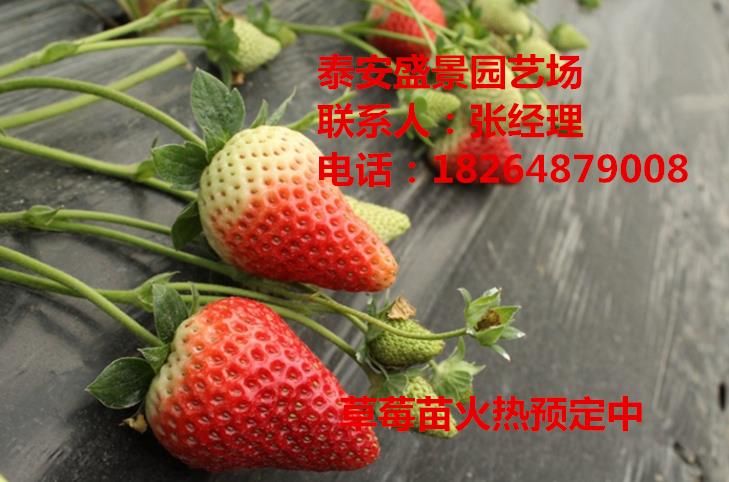 信阳丰香草莓苗价格