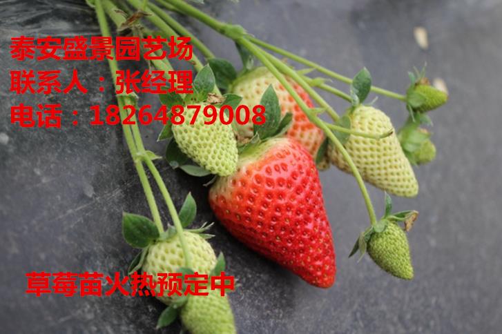 晋城爱莎草莓草莓苗园艺场