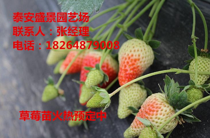 信阳丰香草莓苗价格