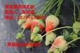 达州巧克力草莓草莓苗品种