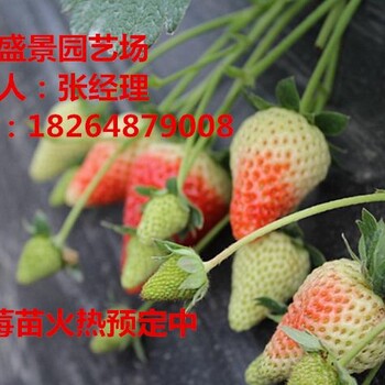 海南奶油草莓草莓苗种植基地