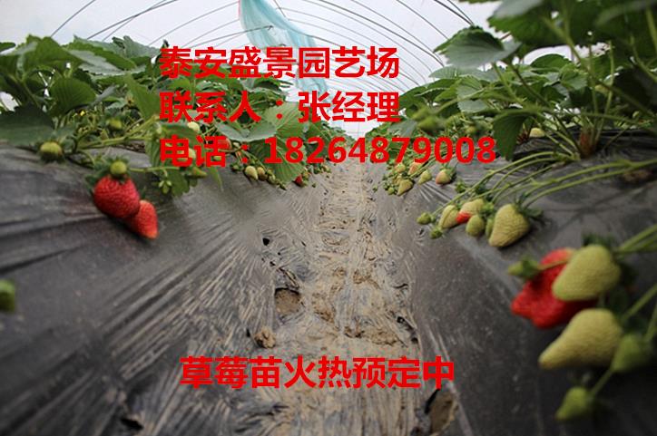 双鸭山章姬草莓苗种植基地