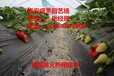 三门峡丰香草莓苗价格