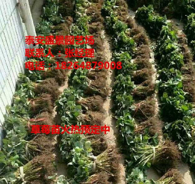 安庆章姬草莓苗种植基地
