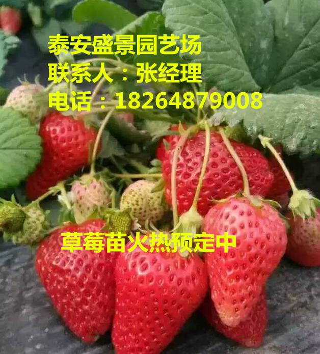 阿克苏菠萝莓草莓苗种植基地
