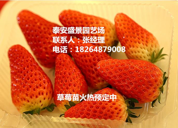 临汾奶油草莓草莓苗种植基地