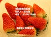 衢州塞娃草莓苗多少钱一棵
