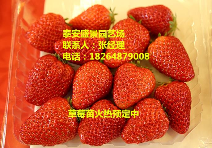 广元美德莱特草莓苗价格
