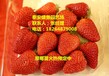 衢州菠萝莓草莓苗种植基地