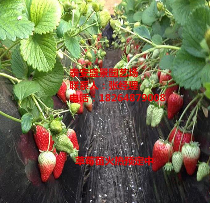 凉山菠萝莓草莓苗种植基地