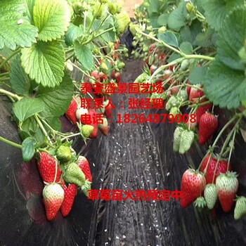 渭南贵美人草莓苗哪里便宜