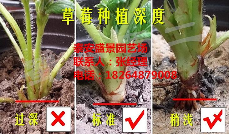 保定奥巴草莓草莓苗品种