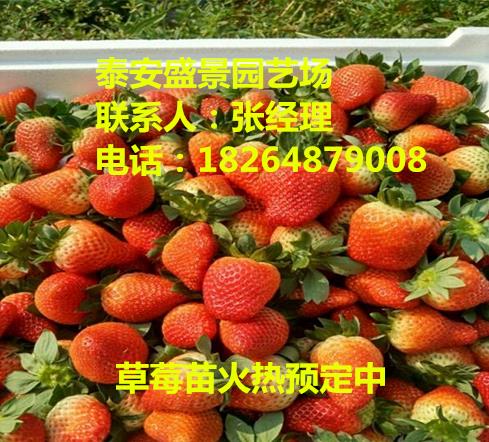 亳州菠萝莓草莓苗种植基地