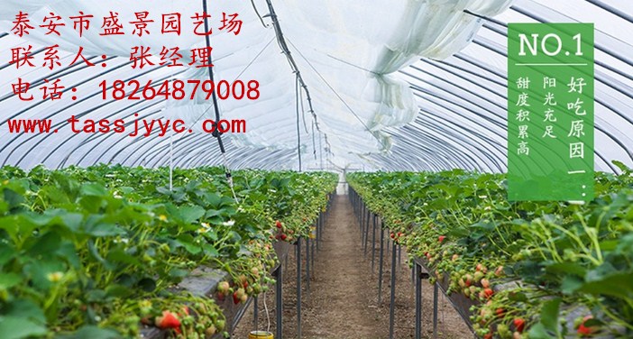 丽江全草莓苗价格