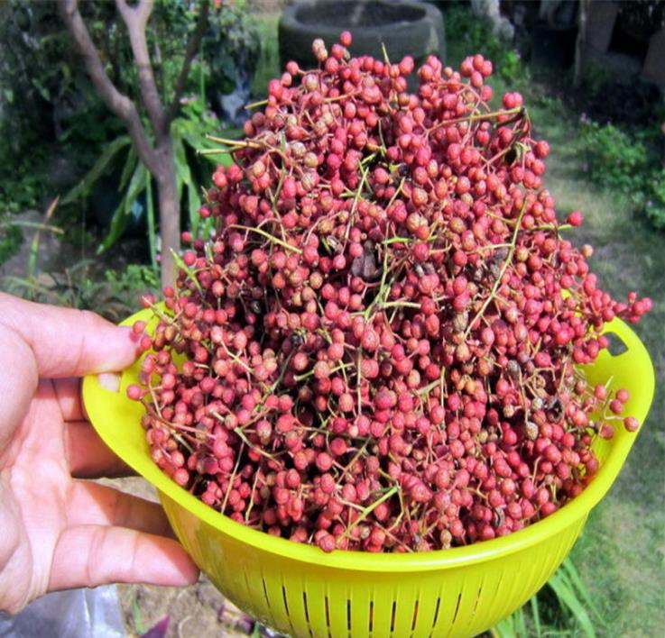 山南大红椒花椒苗种植基地