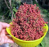 巴音郭楞3公分大红袍花椒苗品种图片0