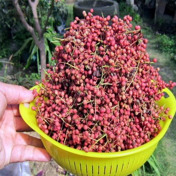 桂林1米大红袍花椒苗品种