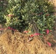 南充1米大红袍花椒苗品种