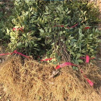 台湾1.5米大红袍花椒苗种植基地