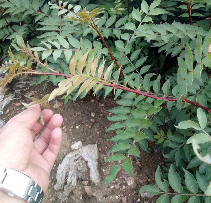 山南大红椒花椒苗种植基地